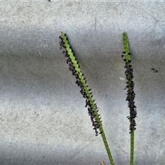 Paspalum notatum at Stanmore, QLD - 28 Dec 2024