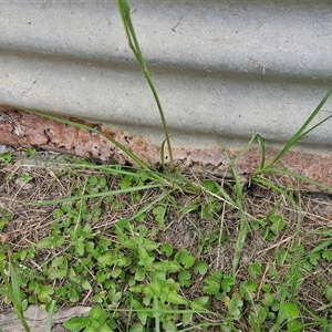 Paspalum notatum at Stanmore, QLD - 28 Dec 2024 01:55 PM