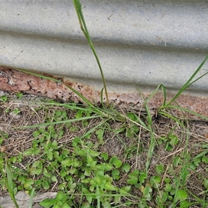 Paspalum notatum at Stanmore, QLD - 28 Dec 2024