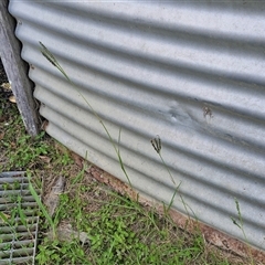 Paspalum notatum at Stanmore, QLD - 28 Dec 2024