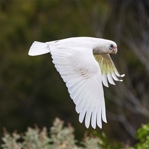 Cacatua sanguinea at Broulee, NSW - 12 Oct 2019 07:53 AM