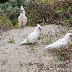 Cacatua sanguinea at Broulee, NSW - 12 Oct 2019 07:53 AM