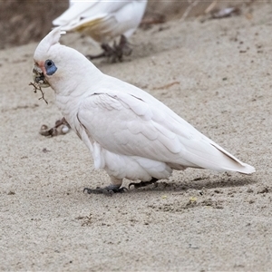 Cacatua sanguinea at Broulee, NSW - 12 Oct 2019 07:53 AM