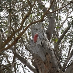 Eolophus roseicapilla (Galah) at Young, NSW - 27 Dec 2024 by VanceLawrence