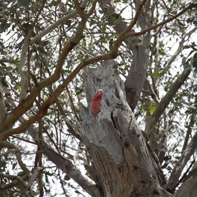 Eolophus roseicapilla (Galah) at Young, NSW - 27 Dec 2024 by VanceLawrence