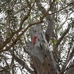 Eolophus roseicapilla at Young, NSW - 27 Dec 2024 12:04 PM