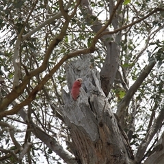 Eolophus roseicapilla at Young, NSW - 27 Dec 2024 12:04 PM