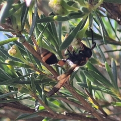 Unidentified Potter wasp (Vespidae, Eumeninae) at Bungendore, NSW - 27 Dec 2024 by clarehoneydove