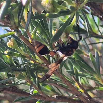 Unidentified Potter wasp (Vespidae, Eumeninae) at Bungendore, NSW - 27 Dec 2024 by clarehoneydove