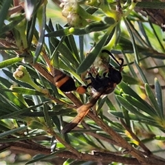 Deuterodiscoelius sp. (genus) at Bungendore, NSW - suppressed