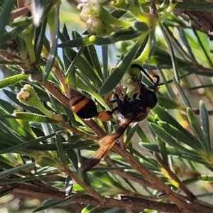 Deuterodiscoelius sp. (genus) at Bungendore, NSW - suppressed