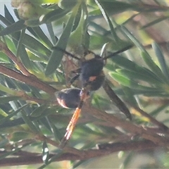 Deuterodiscoelius sp. (genus) at Bungendore, NSW - suppressed