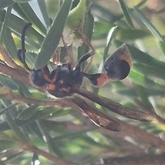 Deuterodiscoelius sp. (genus) at Bungendore, NSW - suppressed