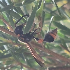 Deuterodiscoelius sp. (genus) at Bungendore, NSW - suppressed