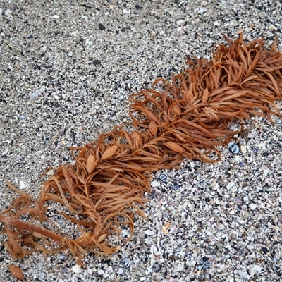 Unverified Marine Alga & Seaweed at Broulee, NSW - 12 Oct 2019 by AlisonMilton