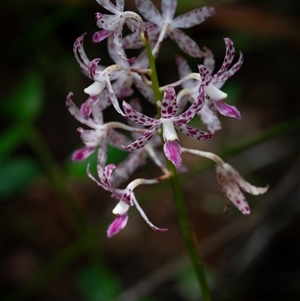 Dipodium variegatum (Blotched Hyacinth Orchid) at Narrawallee, NSW by Jek