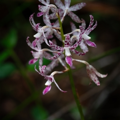 Dipodium variegatum (Blotched Hyacinth Orchid) at Narrawallee, NSW - 28 Dec 2024 by Jek