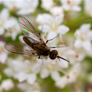 Geron sp. (genus) (Slender Bee Fly) at Narrawallee, NSW by Jek