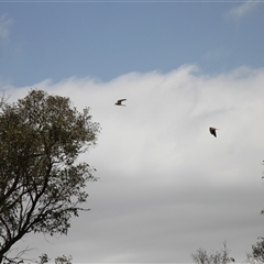 Falco cenchroides (Nankeen Kestrel) at Young, NSW - 27 Dec 2024 by VanceLawrence