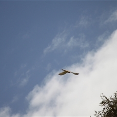 Falco cenchroides at Young, NSW - 27 Dec 2024 12:11 PM