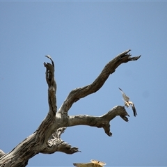 Falco cenchroides at Young, NSW - 27 Dec 2024 12:11 PM