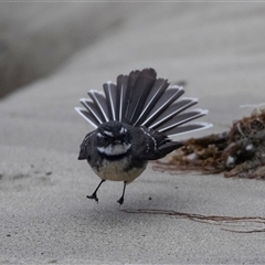 Rhipidura albiscapa (Grey Fantail) at Broulee, NSW - 11 Oct 2019 by AlisonMilton