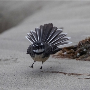 Rhipidura albiscapa (Grey Fantail) at Broulee, NSW by AlisonMilton