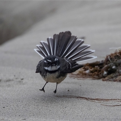 Rhipidura albiscapa (Grey Fantail) at Broulee, NSW - 12 Oct 2019 by AlisonMilton