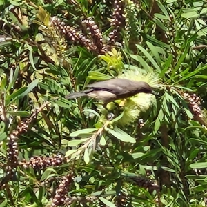 Unidentified Honeyeater at Yandina, QLD by trevorpreston