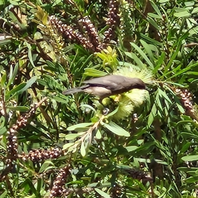 Unidentified Honeyeater at Yandina, QLD - 27 Dec 2024 by trevorpreston