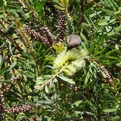 Myzomela obscura at Yandina, QLD - 27 Dec 2024 11:58 AM