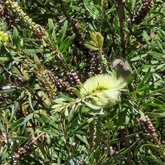 Myzomela obscura at Yandina, QLD - 27 Dec 2024 11:58 AM
