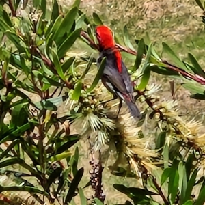 Myzomela sanguinolenta at Yandina, QLD by trevorpreston