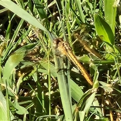 Unidentified Dragonfly (Anisoptera) at Narangba, QLD - 26 Dec 2024 by trevorpreston