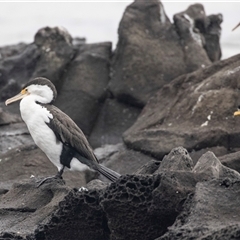 Phalacrocorax varius (Pied Cormorant) at Broulee, NSW - 12 Oct 2019 by AlisonMilton