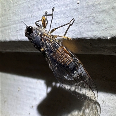 Yoyetta australicta (Southern Ticking Ambertail) at Ainslie, ACT - 12 Dec 2024 by Pirom