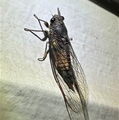 Yoyetta australicta at Ainslie, ACT - 12 Dec 2024 10:21 PM