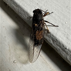 Yoyetta australicta at Ainslie, ACT - 12 Dec 2024 10:21 PM