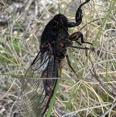 Yoyetta subalpina (Subalpine Firetail Cicada) at Rendezvous Creek, ACT - 9 Dec 2024 by Pirom