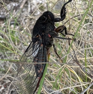 Yoyetta subalpina at Rendezvous Creek, ACT - 9 Dec 2024