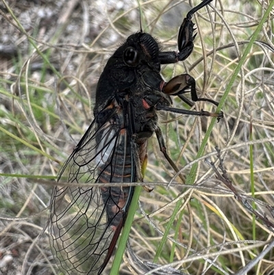 Yoyetta subalpina (Subalpine Firetail Cicada) at Rendezvous Creek, ACT - 9 Dec 2024 by Pirom