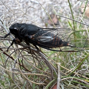 Yoyetta subalpina at Rendezvous Creek, ACT - 9 Dec 2024