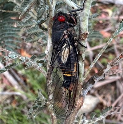 Psaltoda moerens at Rendezvous Creek, ACT - 9 Dec 2024 by Pirom