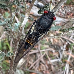 Yoyetta grandis at Rendezvous Creek, ACT - 9 Dec 2024 02:27 PM