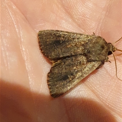 Unidentified Moth (Lepidoptera) at Weston, ACT - 27 Dec 2024 by jmcleod