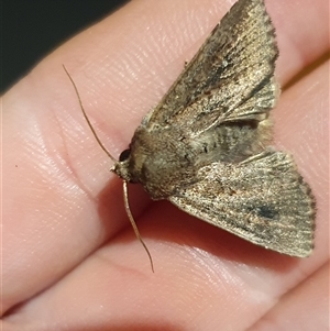 Diarsia intermixta at Weston, ACT - suppressed