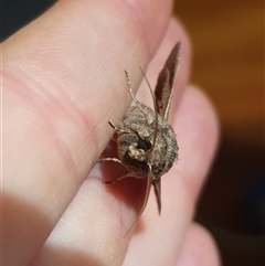 Diarsia intermixta at Weston, ACT - suppressed