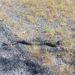 Pseudechis porphyriacus (Red-bellied Black Snake) at Uriarra Village, ACT - 27 Dec 2024 by jmcleod