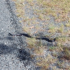 Pseudechis porphyriacus at Uriarra Village, ACT - 28 Dec 2024