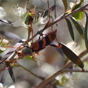 Aridaeus thoracicus (Tiger Longicorn Beetle) at Murrumbateman, NSW by SimoneC